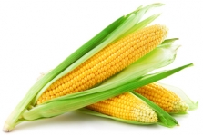 Eats_Corn