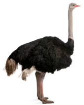 Eats_Ostrich
