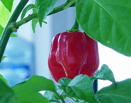hottest peppers