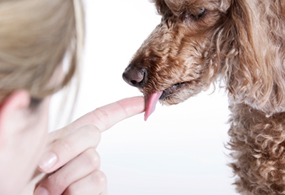 Dog saliva has healing powers: Fact Or Myth
