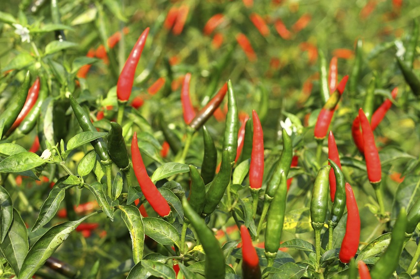 Top 10 hottest peppers in the world